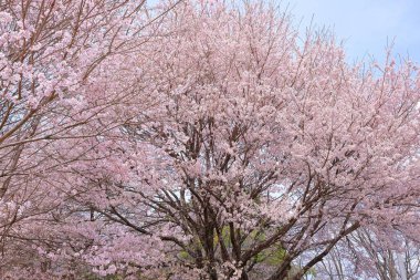 Mukawacho Yamataka 'daki Otsuyama Jisso Tapınağı yakınlarındaki kiraz ağaçları, Hokuto, Yamanashi, Japonya