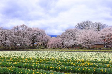 Mukawacho Yamataka 'daki Otsuyama Jisso Tapınağı yakınlarındaki kiraz ağaçları, Hokuto, Yamanashi, Japonya