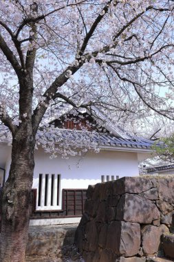  Marunouchi, Kofu, Yamanashi, Japonya 'da kiraz çiçekleriyle Maizuru Kalesi Parkı