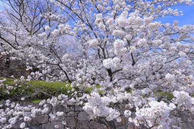 Maizuru Castle Park with cherry blossoms at Marunouchi, Kofu, Yamanashi, Japan clipart