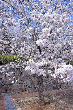  Maizuru Castle Park with cherry blossoms at Marunouchi, Kofu, Yamanashi, Japan clipart