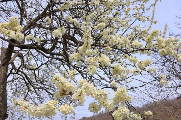 stock image Cherry trees near Otsuyama Jisso Temple at Mukawacho Yamataka, Hokuto, Yamanashi, Japan