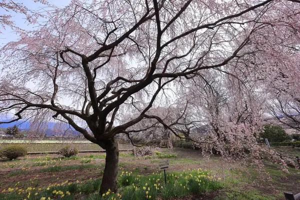 stock image Cherry trees near Otsuyama Jisso Temple at Mukawacho Yamataka, Hokuto, Yamanashi, Japan