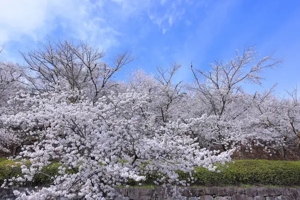 stock image  Maizuru Castle Park with cherry blossoms at Marunouchi, Kofu, Yamanashi, Japan