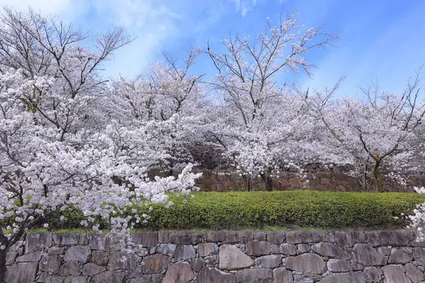 Stock image  Maizuru Castle Park with cherry blossoms at Marunouchi, Kofu, Yamanashi, Japan