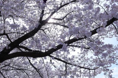  Marunouchi, Kofu, Yamanashi, Japonya 'da kiraz çiçekleriyle Maizuru Kalesi Parkı