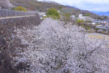  Maizuru Castle Park with cherry blossoms at Marunouchi, Kofu, Yamanashi, Japan clipart