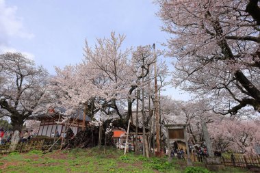  Yamataka Jindai Zakura, Japan's largest and oldest cherry tree at Mukawacho Yamataka, Hokuto, Yamanashi, Japan clipart