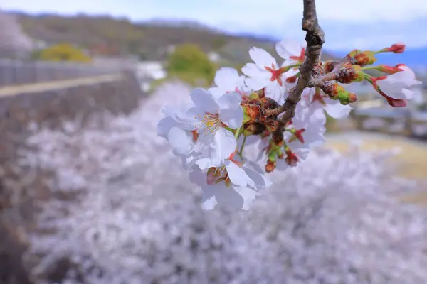 stock image  Maizuru Castle Park with cherry blossoms at Marunouchi, Kofu, Yamanashi, Japan