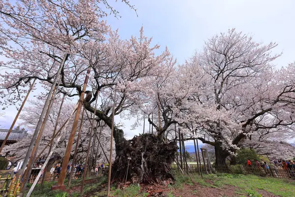 stock image  Yamataka Jindai Zakura, Japan's largest and oldest cherry tree at Mukawacho Yamataka, Hokuto, Yamanashi, Japan