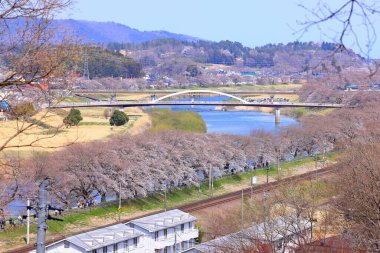 Cherry blossoms near Shiroishigawa Sen-oh Park at Kawabata Funaoka, Shibata, Shibata District, Miyagi, Japan clipart