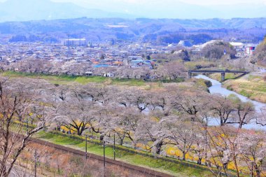 Shiroishigawa Sen-oh Park yakınlarında kiraz çiçekleri Kawabata Funaoka, Shibata, Shibata Bölgesi, Miyagi, Japonya