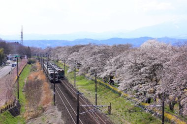 Kawabata Funaoka, Shibata, Shibata Bölgesi, Miyagi, Japonya 'daki Shiroishigawa Sen-oh Parkı yakınlarındaki tren ve kiraz çiçekleri.