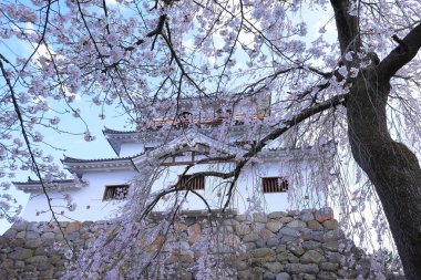 Shiroishi Kalesi 'nde kiraz çiçekleri, Masuokacho, Shiroishi, Miyagi, Japonya' da restore edilmiş bir 16. yüzyıl şatosu.