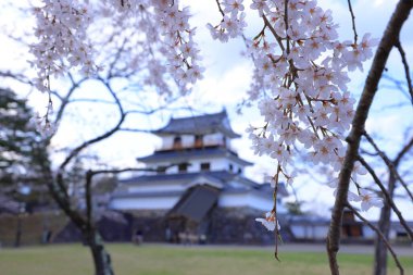 Shiroishi Kalesi 'nde kiraz çiçekleri, Masuokacho, Shiroishi, Miyagi, Japonya' da restore edilmiş bir 16. yüzyıl şatosu.