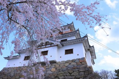 Shiroishi Kalesi 'nde kiraz çiçekleri, Masuokacho, Shiroishi, Miyagi, Japonya' da restore edilmiş bir 16. yüzyıl şatosu.