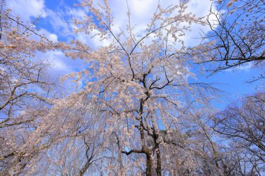 Cherry blossoms at Shiroishi Castle, a Restored 16th-century castle at Masuokacho, Shiroishi, Miyagi, Japan clipart