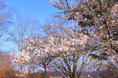 Cherry blossoms at Shiroishi Castle, a Restored 16th-century castle at Masuokacho, Shiroishi, Miyagi, Japan clipart