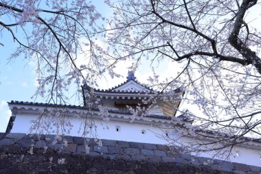 Shiroishi Kalesi 'nde kiraz çiçekleri, Masuokacho, Shiroishi, Miyagi, Japonya' da restore edilmiş bir 16. yüzyıl şatosu.