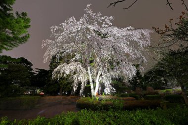 Gorin, Miyagino Ward, Sendai, Miyagi, Japonya 'daki Tsutsujigaoka Parkı yakınlarında kiraz çiçekleri açıyor.