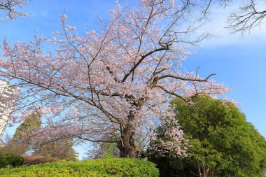 Cherry blossoms near Tsutsujigaoka Park at Gorin, Miyagino Ward, Sendai, Miyagi, Japan clipart