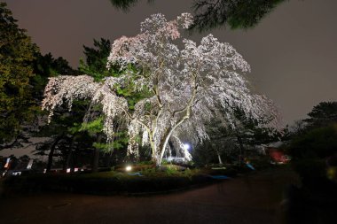Gorin, Miyagino Ward, Sendai, Miyagi, Japonya 'daki Tsutsujigaoka Parkı yakınlarında kiraz çiçekleri açıyor.