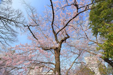 Gorin, Miyagino Ward, Sendai, Miyagi, Japonya 'daki Tsutsujigaoka Parkı yakınlarında kiraz çiçekleri açıyor.