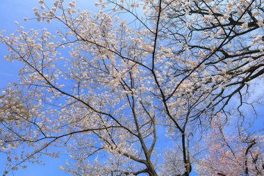 Gorin, Miyagino Ward, Sendai, Miyagi, Japonya 'daki Tsutsujigaoka Parkı yakınlarında kiraz çiçekleri açıyor.