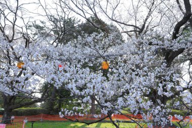 Cherry blossoms near Tsutsujigaoka Park at Gorin, Miyagino Ward, Sendai, Miyagi, Japan clipart