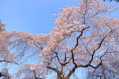 Gorin, Miyagino Ward, Sendai, Miyagi, Japonya 'daki Tsutsujigaoka Parkı yakınlarında kiraz çiçekleri açıyor.