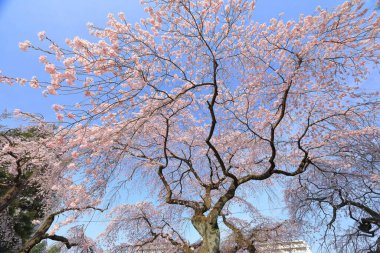 Gorin, Miyagino Ward, Sendai, Miyagi, Japonya 'daki Tsutsujigaoka Parkı yakınlarında kiraz çiçekleri açıyor.