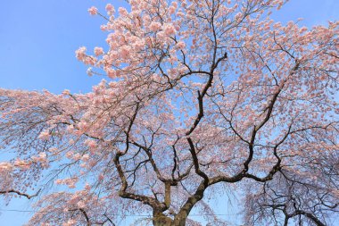 Gorin, Miyagino Ward, Sendai, Miyagi, Japonya 'daki Tsutsujigaoka Parkı yakınlarında kiraz çiçekleri açıyor.