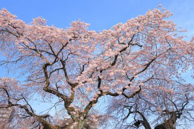 Gorin, Miyagino Ward, Sendai, Miyagi, Japonya 'daki Tsutsujigaoka Parkı yakınlarında kiraz çiçekleri açıyor.