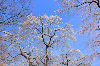 Gorin, Miyagino Ward, Sendai, Miyagi, Japonya 'daki Tsutsujigaoka Parkı yakınlarında kiraz çiçekleri açıyor.