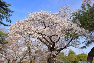 Gorin, Miyagino Ward, Sendai, Miyagi, Japonya 'daki Tsutsujigaoka Parkı yakınlarında kiraz çiçekleri açıyor.