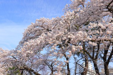 Gorin, Miyagino Ward, Sendai, Miyagi, Japonya 'daki Tsutsujigaoka Parkı yakınlarında kiraz çiçekleri açıyor.