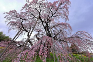 Miharu Takizakura, Sakurakubo, Taki, Miharu, Tamura Bölgesi, Fukushima, Japonya 'da 1000 yaşın üzerindeki kiraz ağacı.