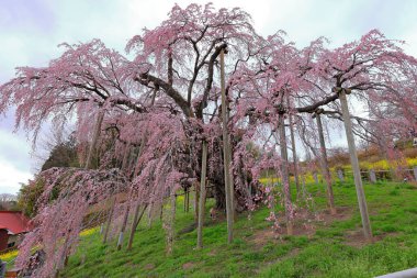 Miharu Takizakura, Sakurakubo, Taki, Miharu, Tamura Bölgesi, Fukushima, Japonya 'da 1000 yaşın üzerindeki kiraz ağacı.