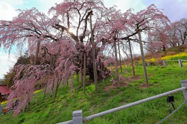 Miharu Takizakura, (cherry tree more than 1,000 years old) at Sakurakubo, Taki, Miharu, Tamura District, Fukushima, Japan clipart