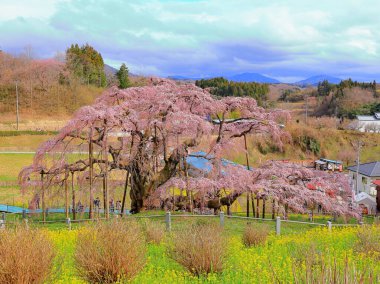 Miharu Takizakura, Sakurakubo, Taki, Miharu, Tamura Bölgesi, Fukushima, Japonya 'da 1000 yaşın üzerindeki kiraz ağacı.