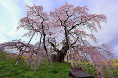 Miharu Takizakura, Sakurakubo, Taki, Miharu, Tamura Bölgesi, Fukushima, Japonya 'da 1000 yaşın üzerindeki kiraz ağacı.