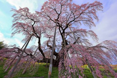 Miharu Takizakura, Sakurakubo, Taki, Miharu, Tamura Bölgesi, Fukushima, Japonya 'da 1000 yaşın üzerindeki kiraz ağacı.