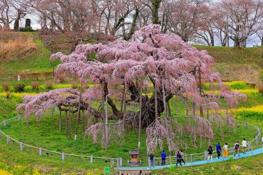 Miharu Takizakura, (cherry tree more than 1,000 years old) at Sakurakubo, Taki, Miharu, Tamura District, Fukushima, Japan clipart