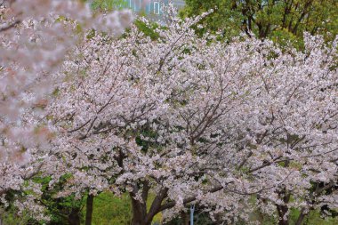 Cherry blossoms near DiverCity Tokyo Plaza, Aomi, Koto City, Tokyo, Japan, clipart
