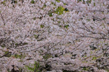 DiverCity Tokyo Plaza, Aomi, Koto City, Tokyo, Japonya yakınlarında kiraz çiçekleri açıyor,