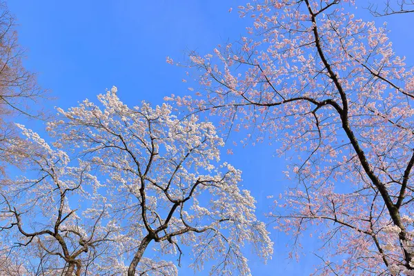 Gorin, Miyagino Ward, Sendai, Miyagi, Japonya 'daki Tsutsujigaoka Parkı yakınlarında kiraz çiçekleri açıyor.