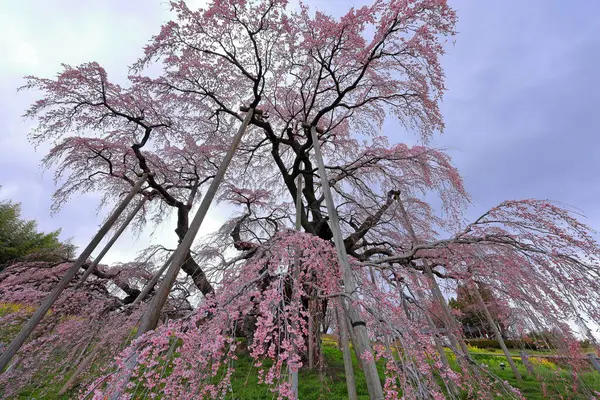 Miharu Takizakura, Sakurakubo, Taki, Miharu, Tamura Bölgesi, Fukushima, Japonya 'da 1000 yaşın üzerindeki kiraz ağacı.