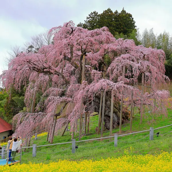 stock image Miharu Takizakura, (cherry tree more than 1,000 years old) at Sakurakubo, Taki, Miharu, Tamura District, Fukushima, Japan