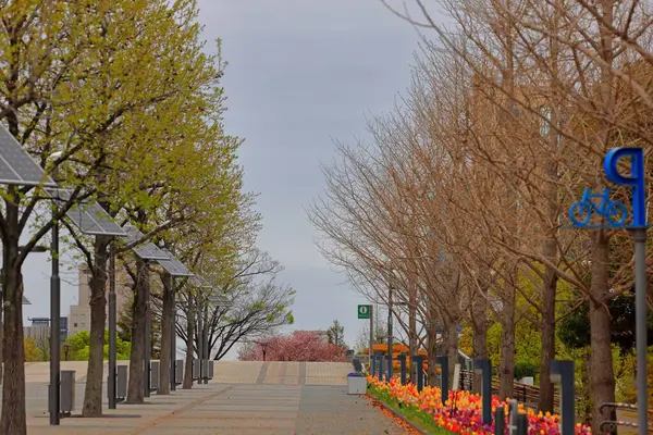 Stock image Cherry blossoms near DiverCity Tokyo Plaza, Aomi, Koto City, Tokyo, Japan,