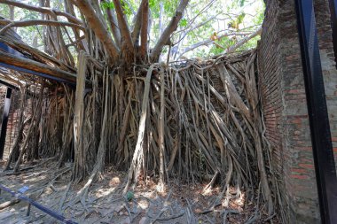 Anping Tree House, a former warehouse overgrown with banyan trees at Gubao St, Anping District, Tainan, Taiwan clipart